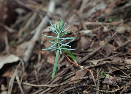 Juniper seeds, perennial,evergreen shrub - Caribbean garden seed