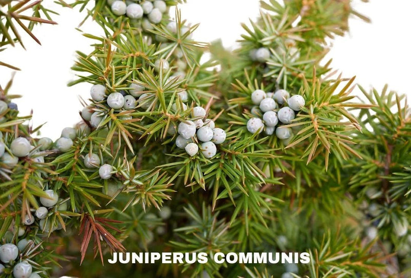 Juniper seeds, perennial,evergreen shrub - Caribbean garden seed
