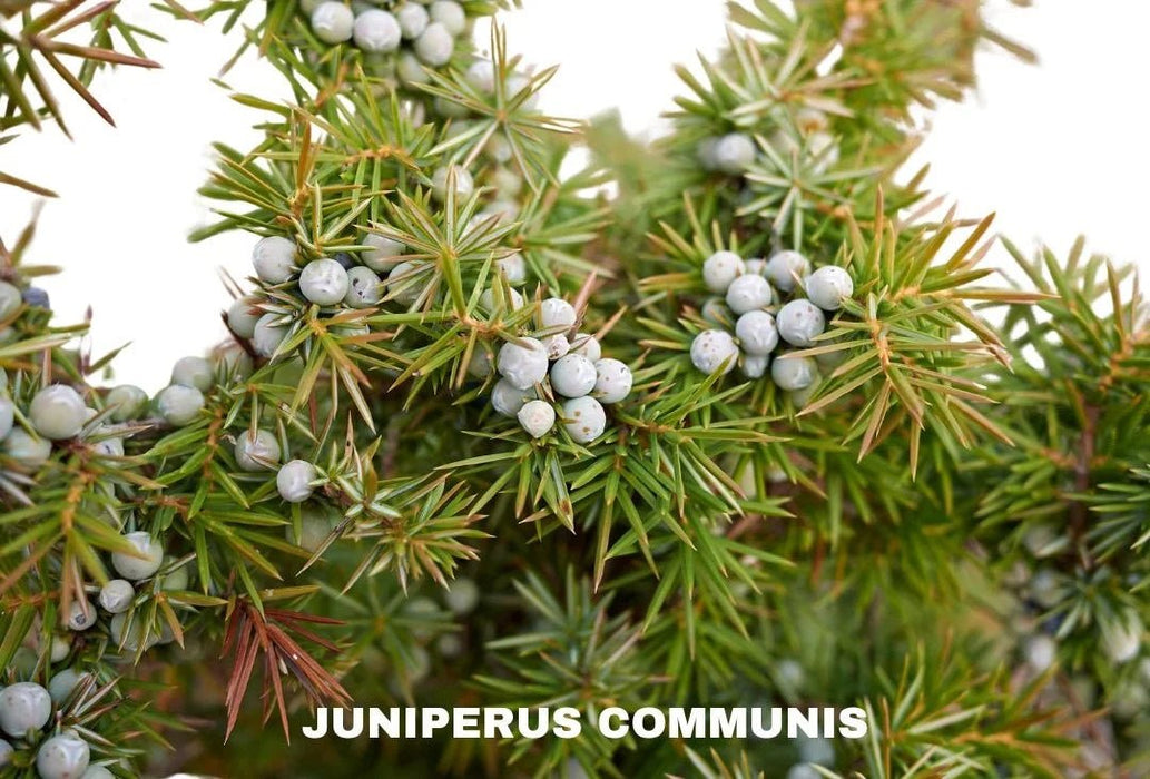 Juniper seeds, perennial,evergreen shrub - Caribbean garden seed