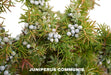 Juniper seeds, perennial,evergreen shrub - Caribbean garden seed