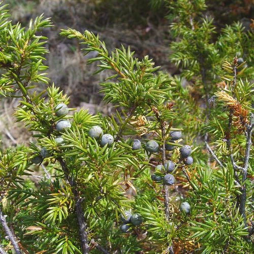 Juniper seeds, perennial,evergreen shrub - Caribbean garden seed