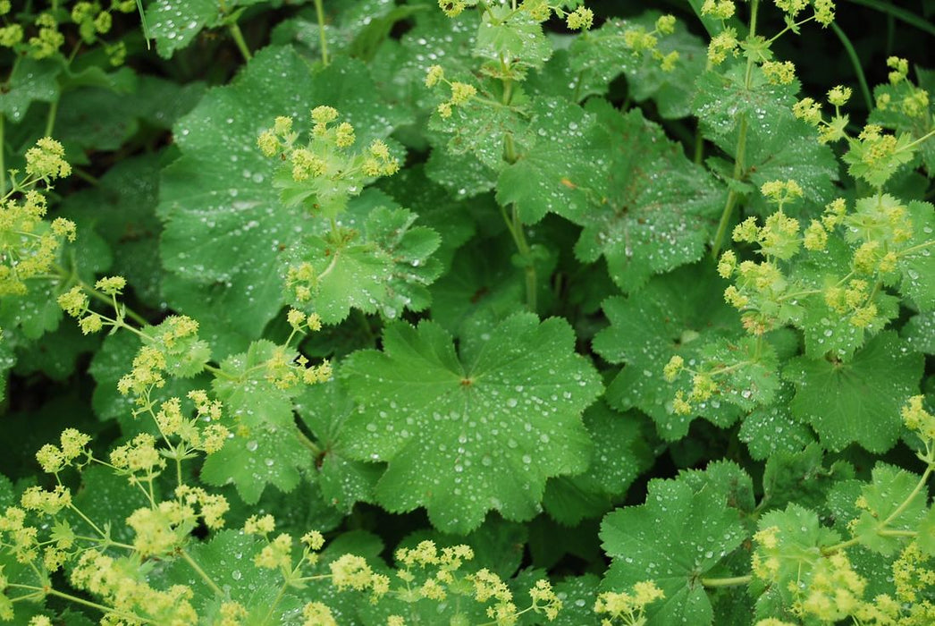 Lady's Mantle SEEDS (Achemilla Mollis) PERENNIAL GROUNDCOVER - Caribbean garden seed