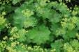 Lady's Mantle SEEDS (Achemilla Mollis) PERENNIAL GROUNDCOVER - Caribbean garden seed