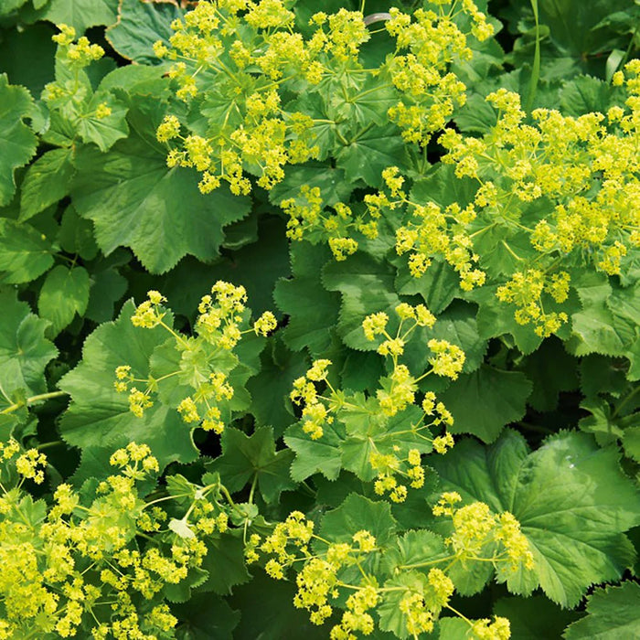 Lady's Mantle SEEDS (Achemilla Mollis) PERENNIAL GROUNDCOVER - Caribbean garden seed