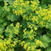 Lady's Mantle SEEDS (Achemilla Mollis) PERENNIAL GROUNDCOVER - Caribbean garden seed