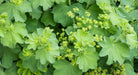 Lady's Mantle SEEDS (Achemilla Mollis) PERENNIAL GROUNDCOVER - Caribbean garden seed