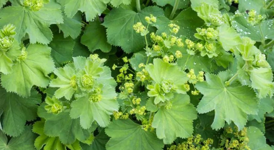Lady's Mantle SEEDS (Achemilla Mollis) PERENNIAL GROUNDCOVER - Caribbean garden seed