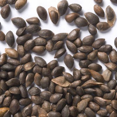 Mugo Pine Seeds - Swiss Mountain Pine, Evergreen Shrub - Caribbean garden seed