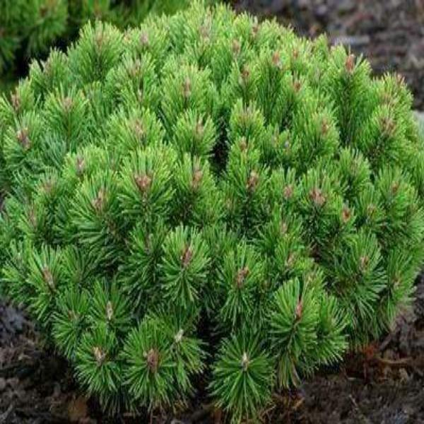 Mugo Pine Seeds - Swiss Mountain Pine, Evergreen Shrub - Caribbean garden seed
