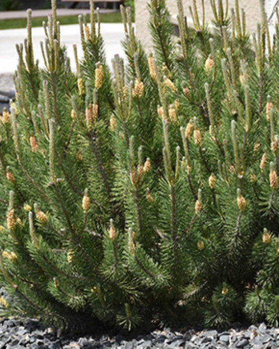 Mugo Pine Seeds - Swiss Mountain Pine, Evergreen Shrub - Caribbean garden seed