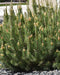 Mugo Pine Seeds - Swiss Mountain Pine, Evergreen Shrub - Caribbean garden seed