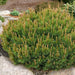Mugo Pine Seeds - Swiss Mountain Pine, Evergreen Shrub - Caribbean garden seed