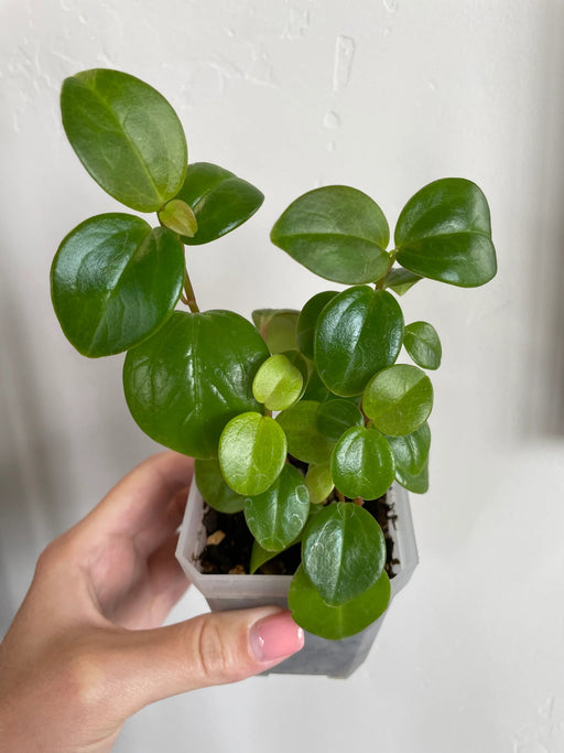 Peperomia Glabella(LIVE PLANT ) Evergreen VINE - Caribbean garden seed