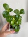 Peperomia Glabella(LIVE PLANT ) Evergreen VINE - Caribbean garden seed