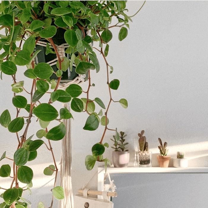 Peperomia Glabella(LIVE PLANT ) Evergreen VINE - Caribbean garden seed