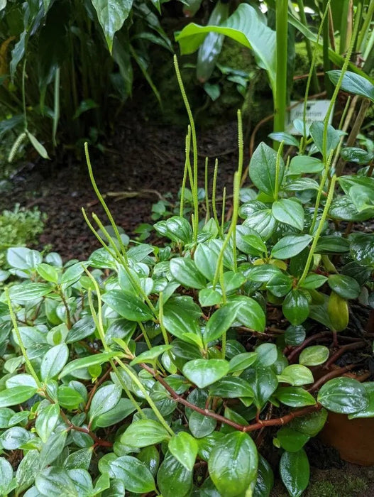 Peperomia Glabella(LIVE PLANT ) Evergreen VINE - Caribbean garden seed