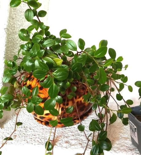 Peperomia Glabella(LIVE PLANT ) Evergreen VINE - Caribbean garden seed