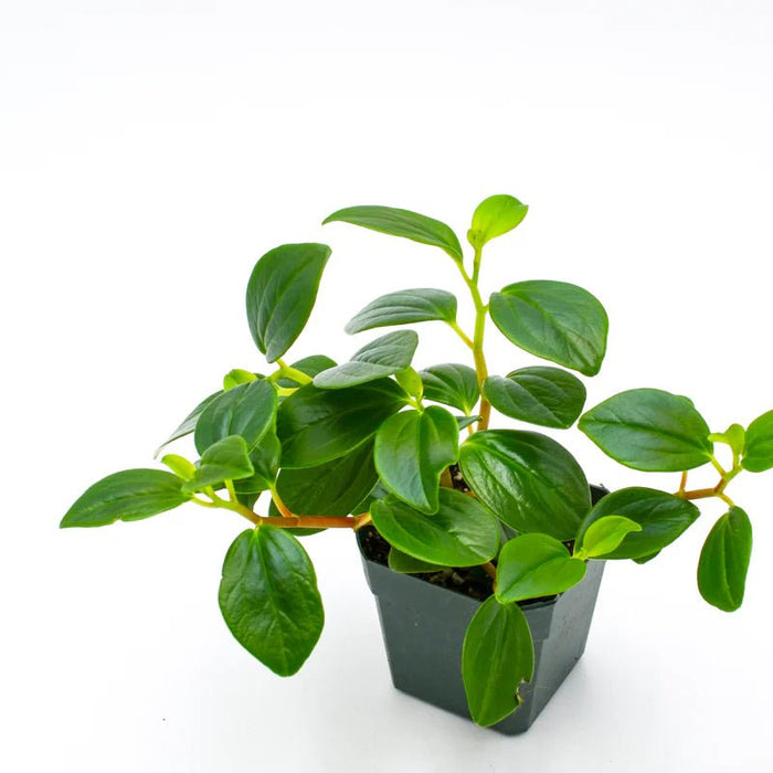 Peperomia Glabella(LIVE PLANT ) Evergreen VINE - Caribbean garden seed