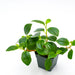 Peperomia Glabella(LIVE PLANT ) Evergreen VINE - Caribbean garden seed