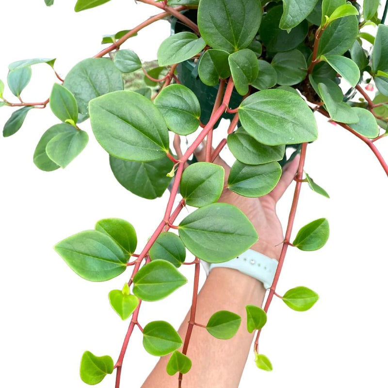 Peperomia Glabella(LIVE PLANT ) Evergreen VINE - Caribbean garden seed