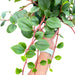 Peperomia Glabella(LIVE PLANT ) Evergreen VINE - Caribbean garden seed