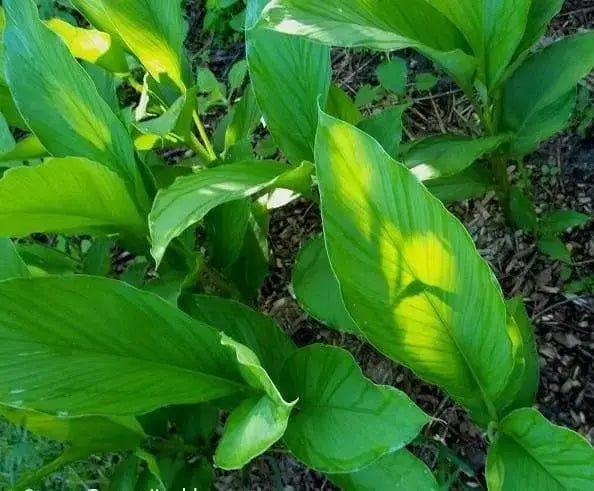 Turmeric, White Variety (rhizome) extremely rare, Plant Grows Indoors or Outdoors - Caribbeangardenseed