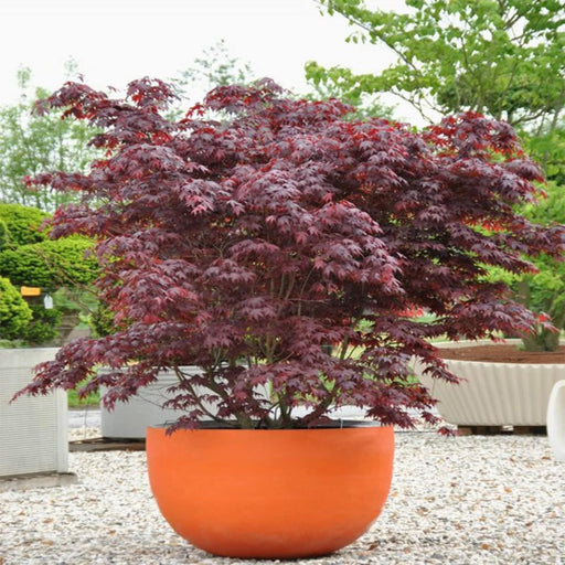 Japanese Maple seeds-Bloodgood, Perennial tree,shrub - Caribbean garden seed