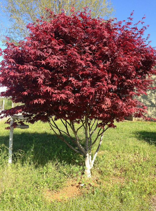 Japanese Maple seeds-Bloodgood, Perennial tree,shrub - Caribbean garden seed