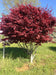 Japanese Maple seeds-Bloodgood, Perennial tree,shrub - Caribbean garden seed