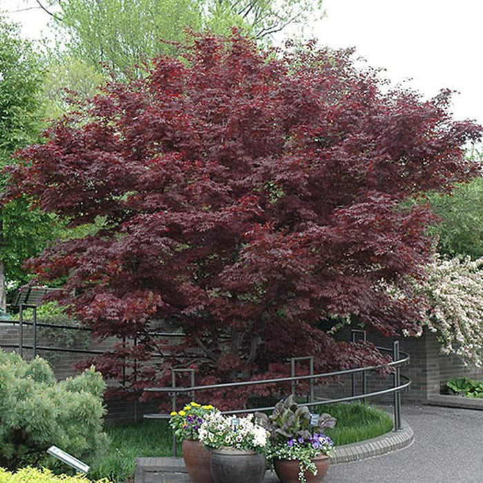 Japanese Maple seeds-Bloodgood, Perennial tree,shrub - Caribbean garden seed