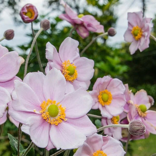 Japanese Anemone Seeds, Perennial Flowers - Caribbean garden seed
