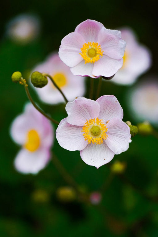 Japanese Anemone Seeds, Perennial Flowers - Caribbean garden seed