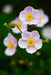 Japanese Anemone Seeds, Perennial Flowers - Caribbean garden seed