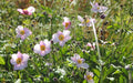 Japanese Anemone Seeds, Perennial Flowers - Caribbean garden seed