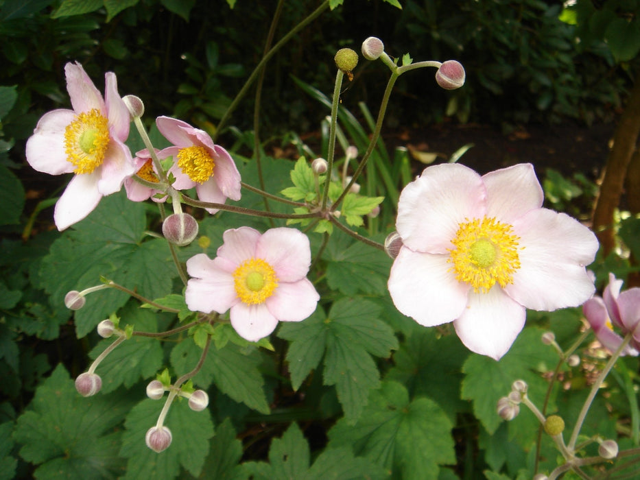 Japanese Anemone Seeds, Perennial Flowers - Caribbean garden seed