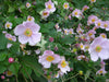 Japanese Anemone Seeds, Perennial Flowers - Caribbean garden seed