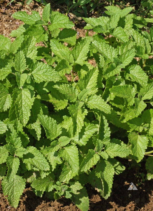Lemon Balm seeds (Melissa officinalis) - Caribbean garden seed