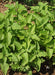 Lemon Balm seeds (Melissa officinalis) - Caribbean garden seed