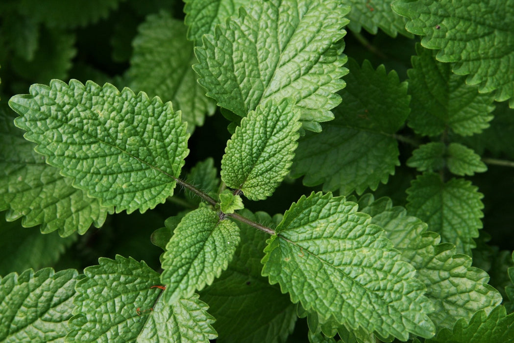 Lemon Balm seeds (Melissa officinalis) - Caribbean garden seed