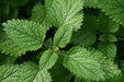 Lemon Balm seeds (Melissa officinalis) - Caribbean garden seed