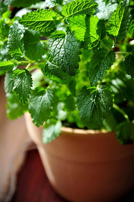 Lemon Balm seeds (Melissa officinalis) - Caribbean garden seed