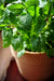 Lemon Balm seeds (Melissa officinalis) - Caribbean garden seed