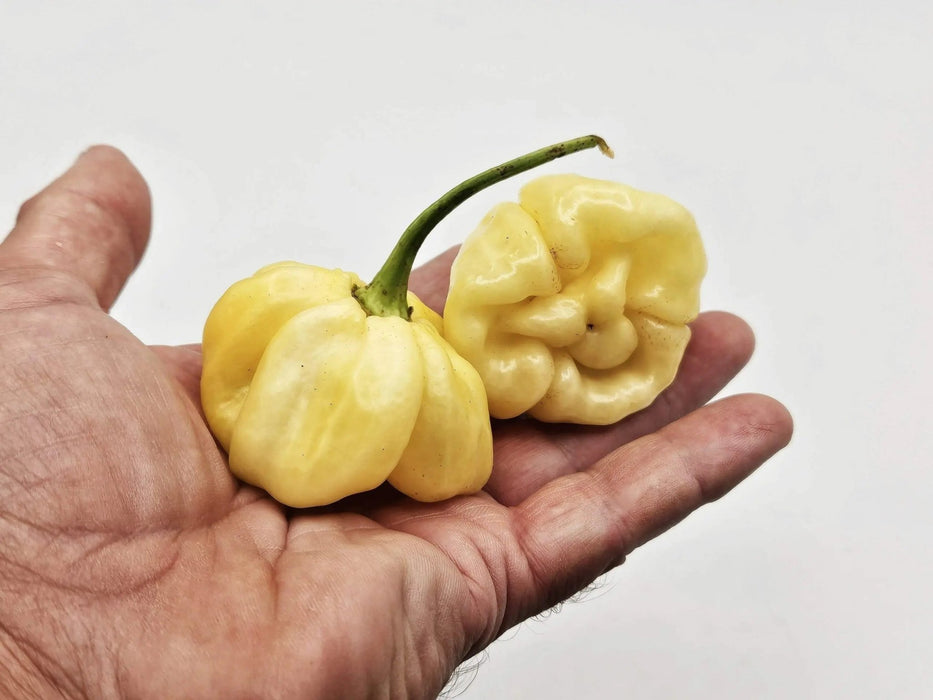 Scotch Bonnet Cream (Capsicum chinense) Pepper seeds Caribbean garden seed