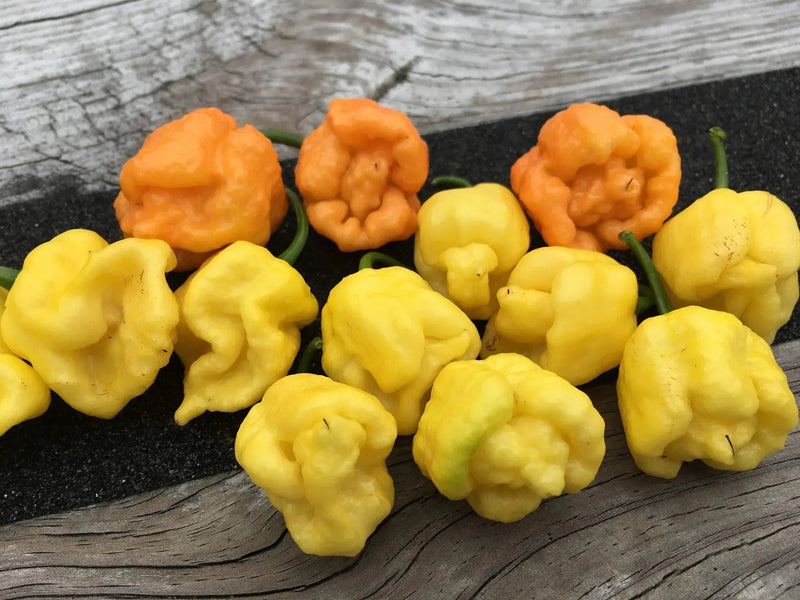 Scotch Bonnet Cream (Capsicum chinense) Pepper seeds Caribbean garden seed