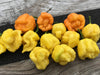 Scotch Bonnet Cream (Capsicum chinense) Pepper seeds Caribbean garden seed