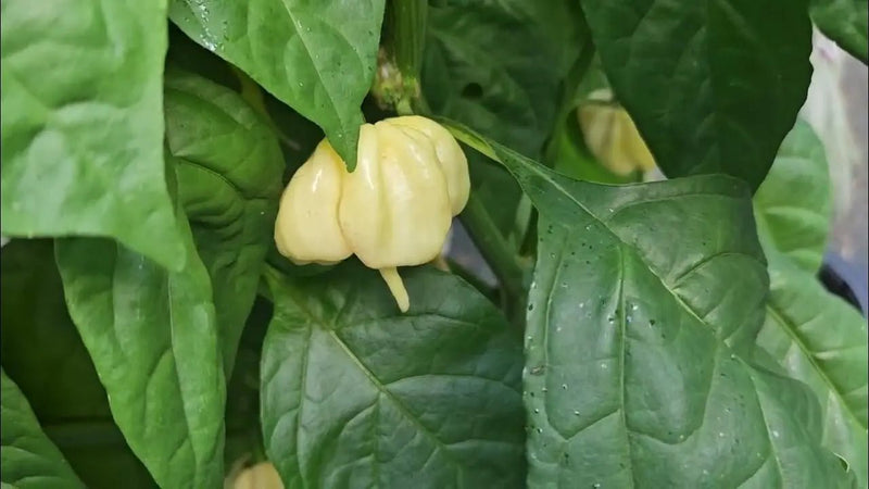 Scotch Bonnet Cream (Capsicum chinense) Pepper seeds Caribbean garden seed