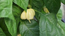 Scotch Bonnet Cream (Capsicum chinense) Pepper seeds Caribbean garden seed