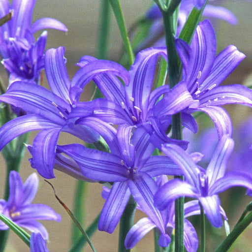 Siberian Lily bulbs - Ixiolirion pallasii, blue to violet flowers Caribbean garden seed