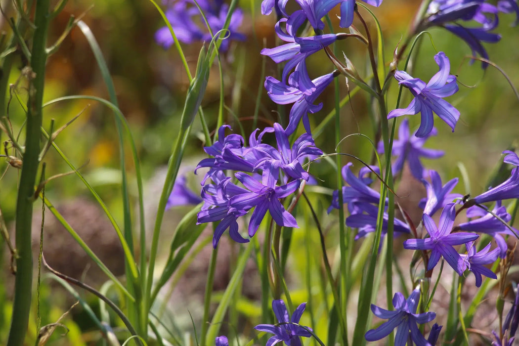 Siberian Lily bulbs - Ixiolirion pallasii, blue to violet flowers Caribbean garden seed