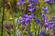 Siberian Lily bulbs - Ixiolirion pallasii, blue to violet flowers Caribbean garden seed